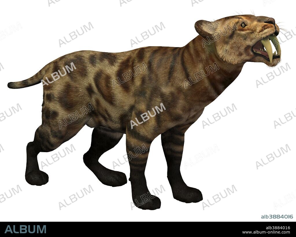 Illustration of a Smilodon Cat from the Cenozoic Era. Smilodon Cat lived in North America from the Eocene to Pleistocene Period and preyed on many large animals.