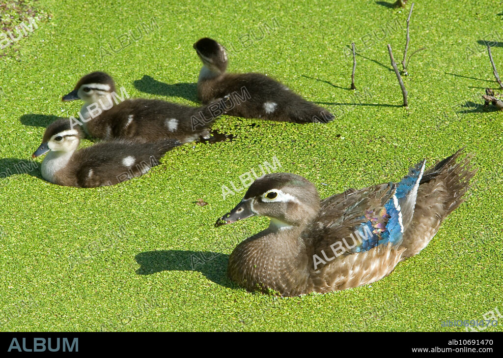 Adult female Wood Duck (Aix sponsa), aka Carolina Duck, with ducklings swimming in a duckweed-covered pond in Okefenokee National Wildlife Refuge, Georgia. Wood Ducks are tree cavity nesters and will use natural cavities and nest boxes. They migrate from northern areas to just north of the Mexican border. They are protected by the US Migratory Bird Treaty Act. Hunting and loss of habitat drove their numbers down during the 20th century. They have been recovering as hunting has decreased and with the placement of nest boxes to replace the loss of habitat. They live in Florida year round. Range: Coastal areas of Western North America, and the East coast to the Mississippi River in the US.