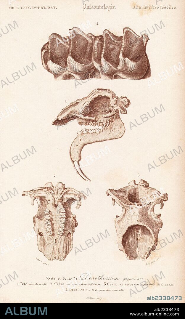 Fossil teeth, skull and jaw of the extinct Deinotherium giganteum. Engraving by Fournier after an illustration by Oudart from Charles d'Orbigny's Dictionnaire Universel d'Histoire Naturelle (Dictionary of Natural History), Paris, 1849.