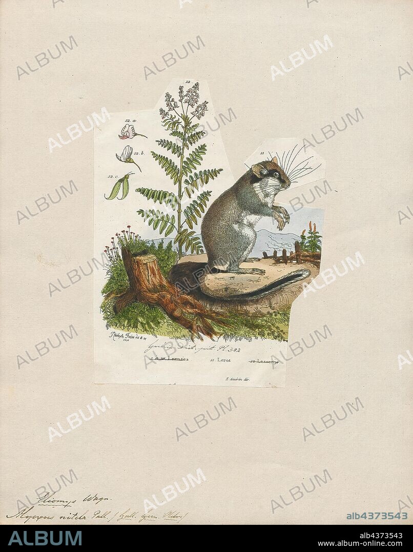 Myoxus nitela, Print, Edible dormouse, The edible dormouse or fat dormouse (Glis glis) is a large dormouse and the only living species in the genus Glis, found in most of western Europe. Its name comes from the Romans, who ate them as a delicacy., 1700-1880.