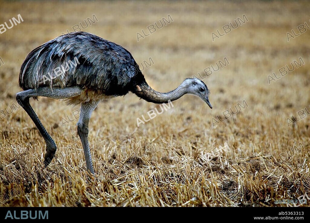 Nandu in the valley of the Wakenitz, Rhea, ostrich-like ratite in a field, Kolonnenweg, Lochplattenweg, inner-German border fortification, Grünes Band, border path, Lauenburg Lakes nature Park, Rothenhusen, Schleswig-Holstein, Germany, Europe.