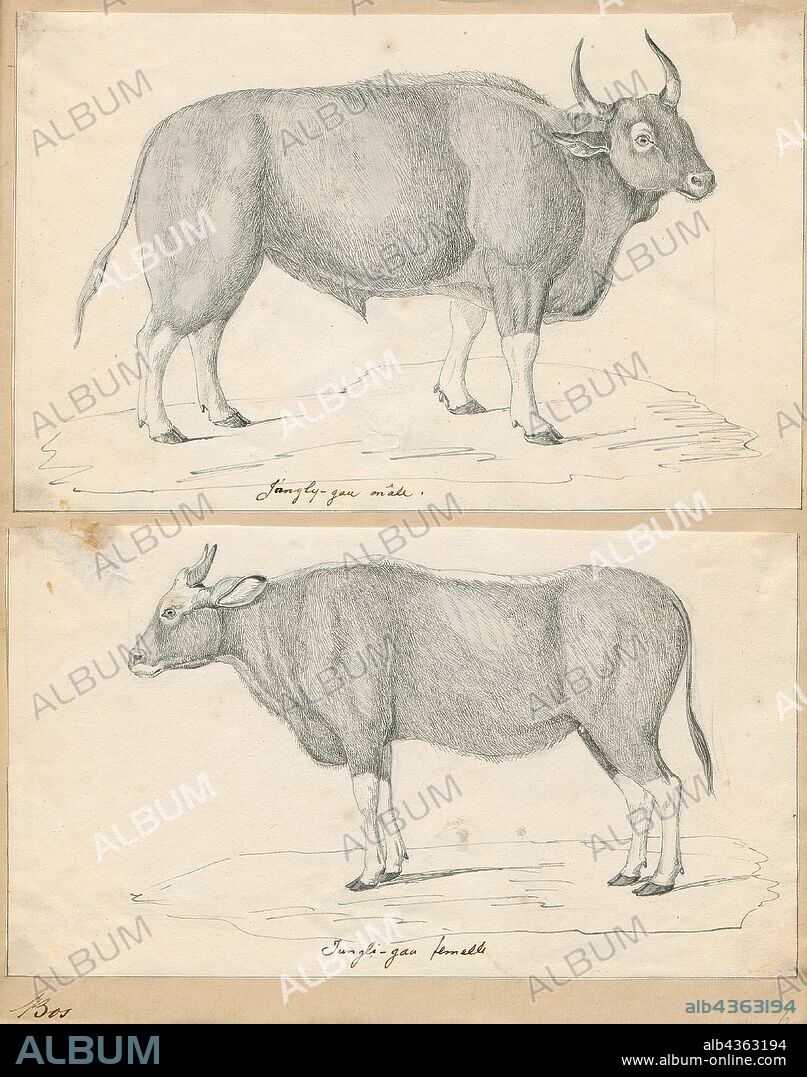 Bos gaurus, Print, The gaur, also called the Indian bison, is the largest extant bovine. It is native to South and Southeast Asia and has been listed as Vulnerable on the IUCN Red List since 1986. The global population has been estimated at maximum 21, 000 mature individuals by 2016. It declined by more than 70% during the last three generations, and is extinct in Sri Lanka and probably also in Bangladesh. In well-protected areas, it is stable and rebuilding in a few areas., 1700-1880.
