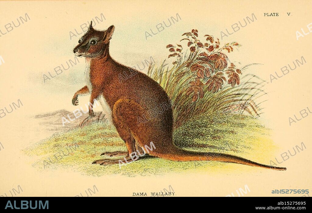 A hand-book to the marsupialia and monotremata, London, E. Lloyd, 1896, marsupials, monotremes, Macropus eugenii, Macropus eugenii, dama wallaby, WA, Marsupialia, Australia, Australia, tammar wallaby, Richard Lydekker, A Dama Wallaby is depicted in a standing position, showcasing its slender body and large, expressive eyes. The creature's fur is richly colored with warm browns and shades of gray, accentuated by subtle highlights that suggest depth and texture. In the background, lush grasses and delicate foliage add a natural setting, enhancing the wallaby's graceful posture. The intricate details capture the essence of this unique marsupial, inviting viewers to appreciate its charm and the beauty of its habitat. The label identifies it clearly as a Dama Wallaby, highlighting its significance in the animal kingdom.