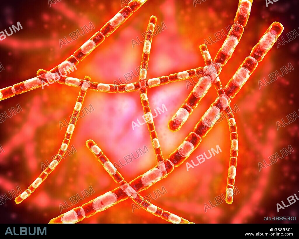 Microscopic view of Anthrax. Anthrax is an acute disease caused by the bacterium Bacillus anthracis. Most forms of the disease are lethal, and it affects both humans and animals.