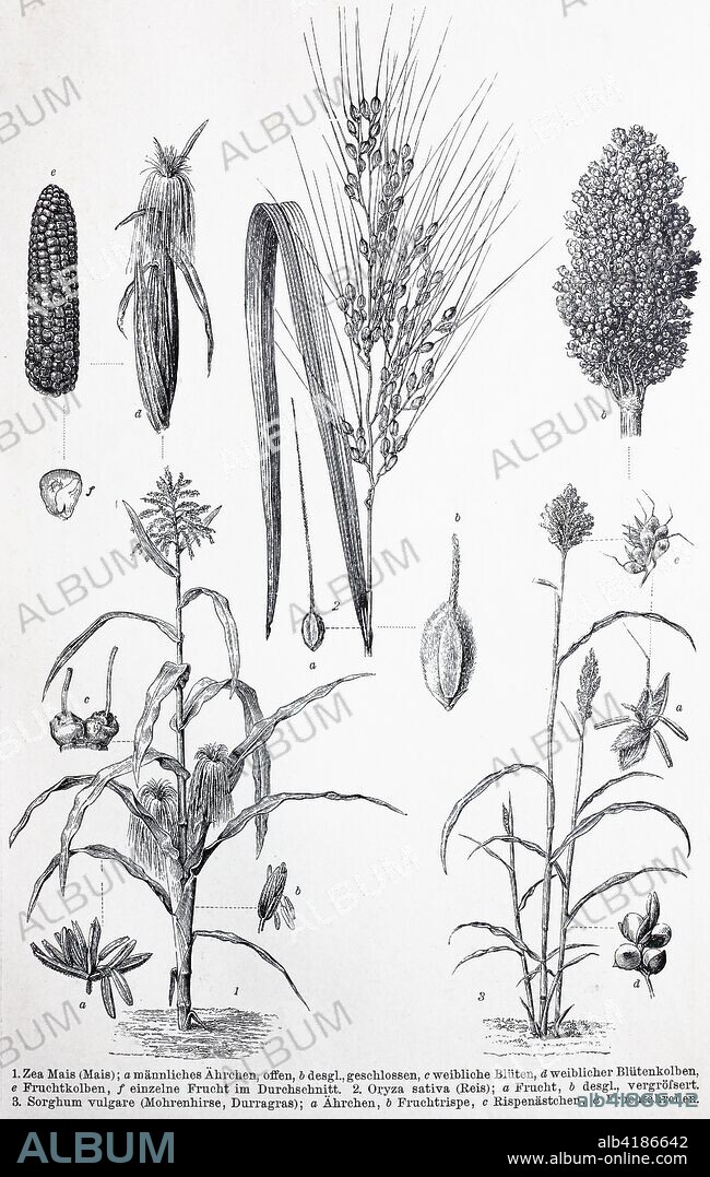 historical image of various Poaceae or Gramineae, a large and nearly ubiquitous family of monocotyledonous flowering plants known as grasses; Zea Mais, Oryza sativa Rice, Sorghum vulgare, Millet, digital improved reproduction of an original print from the 19th century.