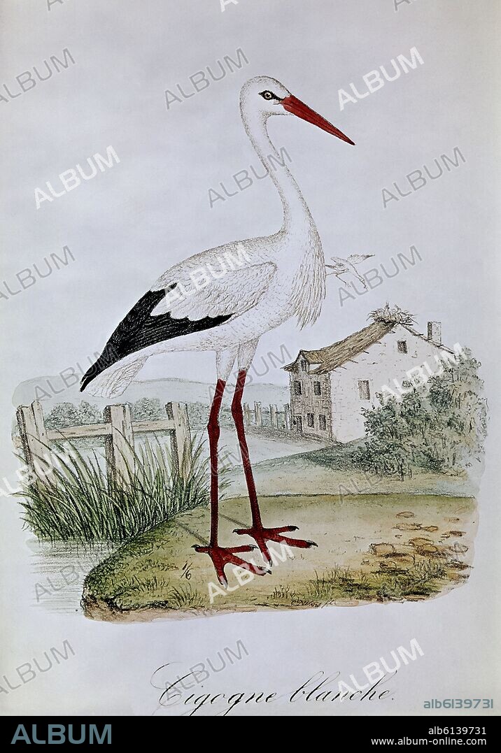 GRABADO-PAJAROS-CIGUENA BLANCA.