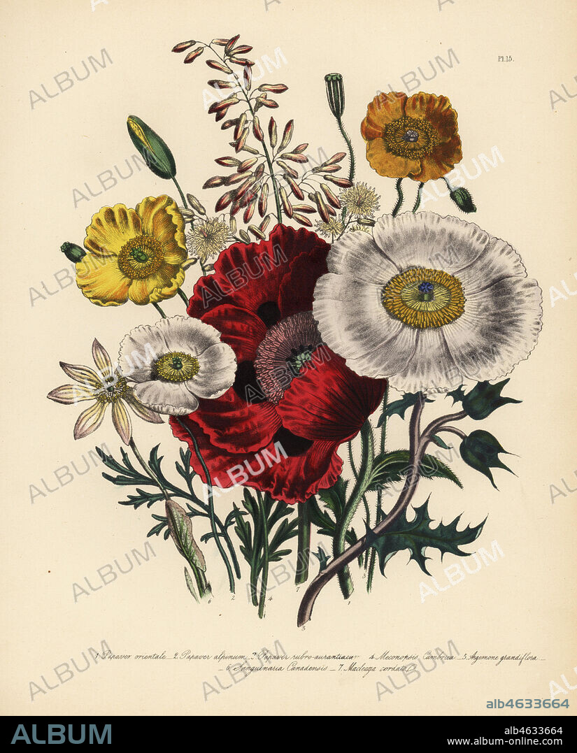 Oriental poppy, Papaver orientale, alpine poppy, Papaver alpinum, orange-red poppy, P. rubro-aurantiacum, common Welsh poppy, Meconopsis cambrica, large-flowered prickly poppy, Argemone grandiflora, Canadian bloodroot, Sanguinaria canadensis, and cordate-leaved macleaya, Macleaya cordata. Handfinished chromolithograph by Henry Noel Humphreys after an illustration by Jane Loudon from Mrs. Jane Loudon's Ladies Flower Garden of Ornamental Perennials, William S. Orr, London, 1849.