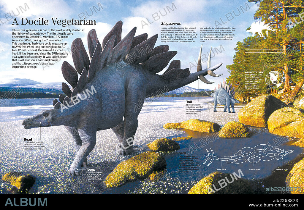 El Stegosaurus. Infografía de las características y el hábitat del Stegosaurus, un dinosaurio herbívoro que vivió en el Jurásico tardío.