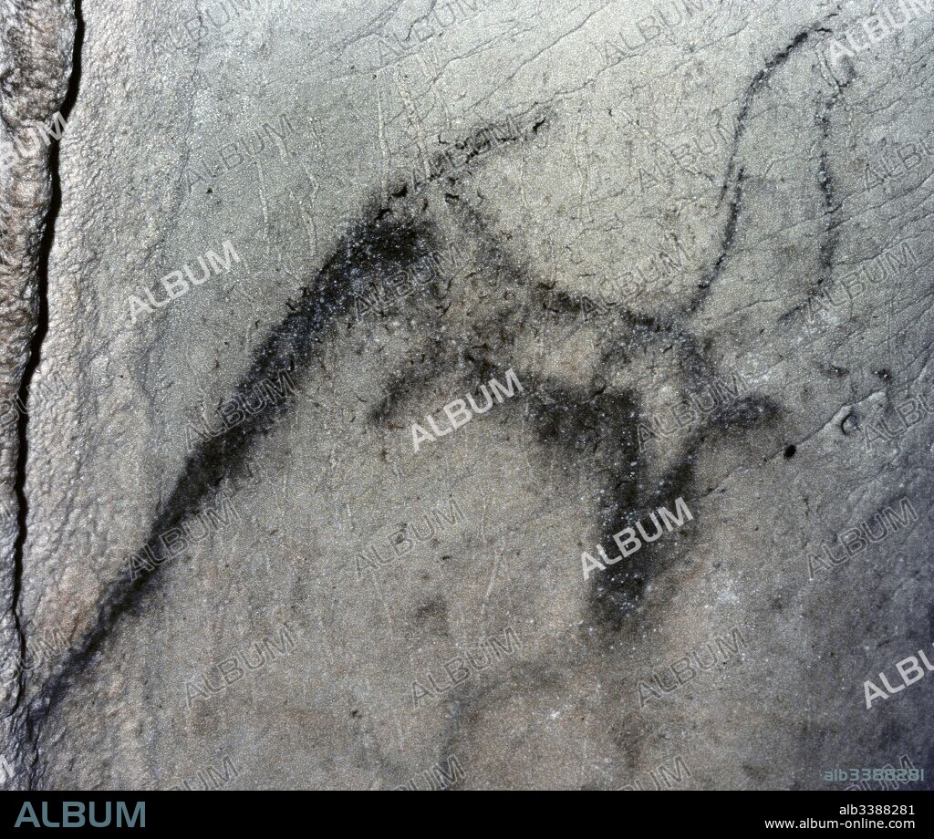 Prehistoria. Paelolítico. Paleolítico Superior (35.000-10.000 a.C.). Cueva de la Pileta. Pintura rupestre de una cabra barbuda. Alrededores de Benaoján, Serranía de Ronda. Provincia de Málaga. Andalucía. España.