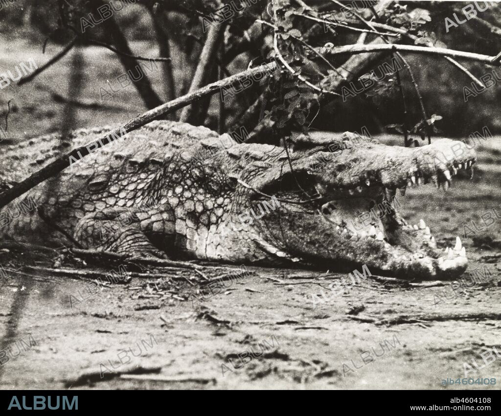 Uganda, A Nile crocodile (Crocodylus niloticus) bares its teeth at Murchison Falls, Northern Uganda.Original manuscript caption: Below Murchison Falls, Uganda, circa 1935. 1995/076/1/2/11/30.