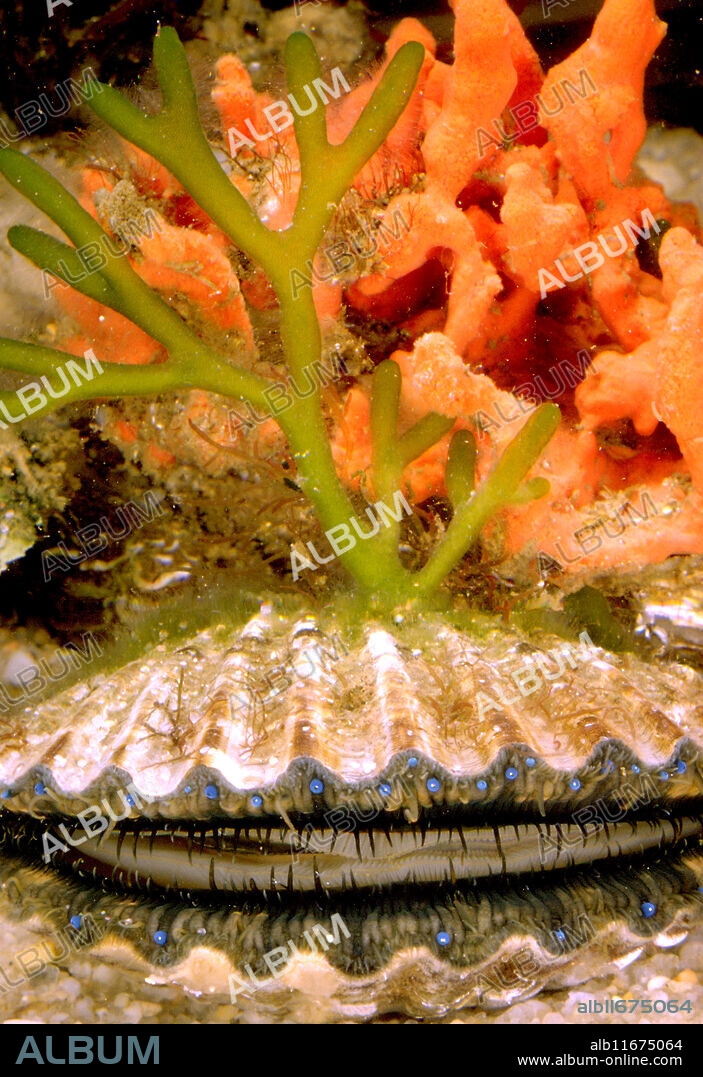 Atlantic bay scallop (Argopecten irradian).