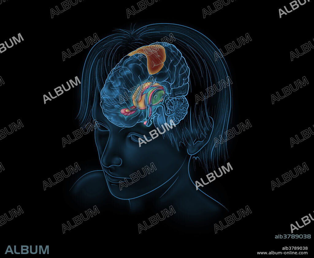 An illustration of the limbic system, structures in the brain which play a role in emotion, behaviour, motivation, long-term memory, and olfaction. The thalamus is highlighted in green, while the hippocampus is highlighted in red. The basal ganglia which includes the caudate nucleus, lenticular nucleus, and amygdala are highlighted in yellow. The sensory cortex is also highlighted in orange and plays a role in somatic sensation, visual stimuli, and movement planning.