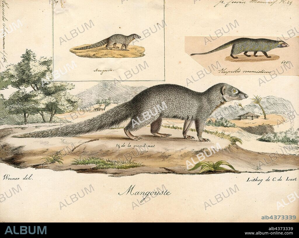 Herpestes ichneumon, Print, The Egyptian mongoose (Herpestes ichneumon), also known as ichneumon, is a mongoose species native to the Iberian Peninsula, coastal regions along the Mediterranean Sea between North Africa and Turkey, tropical and subtropical grasslands, savannas, and shrublands in Africa. Because of its widespread occurrence, it is listed as Least Concern on the IUCN Red List., 1700-1880.