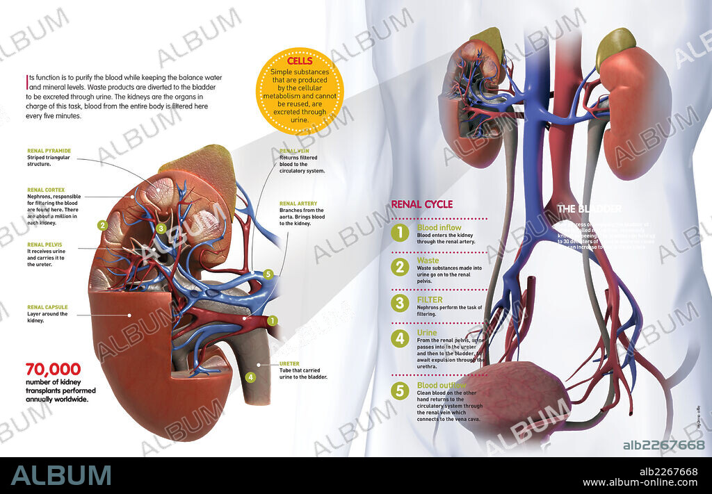 Urinary System. Infographic that describes the urinary system, its functioning, and the most important organs that form it.