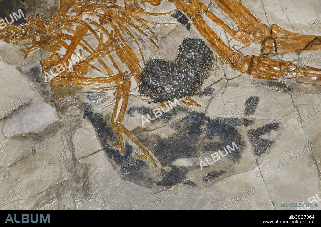 Closeup of the feather imprints of Caudipteryx zoui, the first non-bird dinosaur fossil found with modern feathers, from the early Cretaceous (139-122 million years ago) in Liaoning Province, China. Discovered by Chinese, Canadian and American palaeontologists in 1998, this species was the first dinosaur found to have modern feathers (small filaments coming off a central shaft). Feather imprints are visible in the black area around the end of the forelimb.