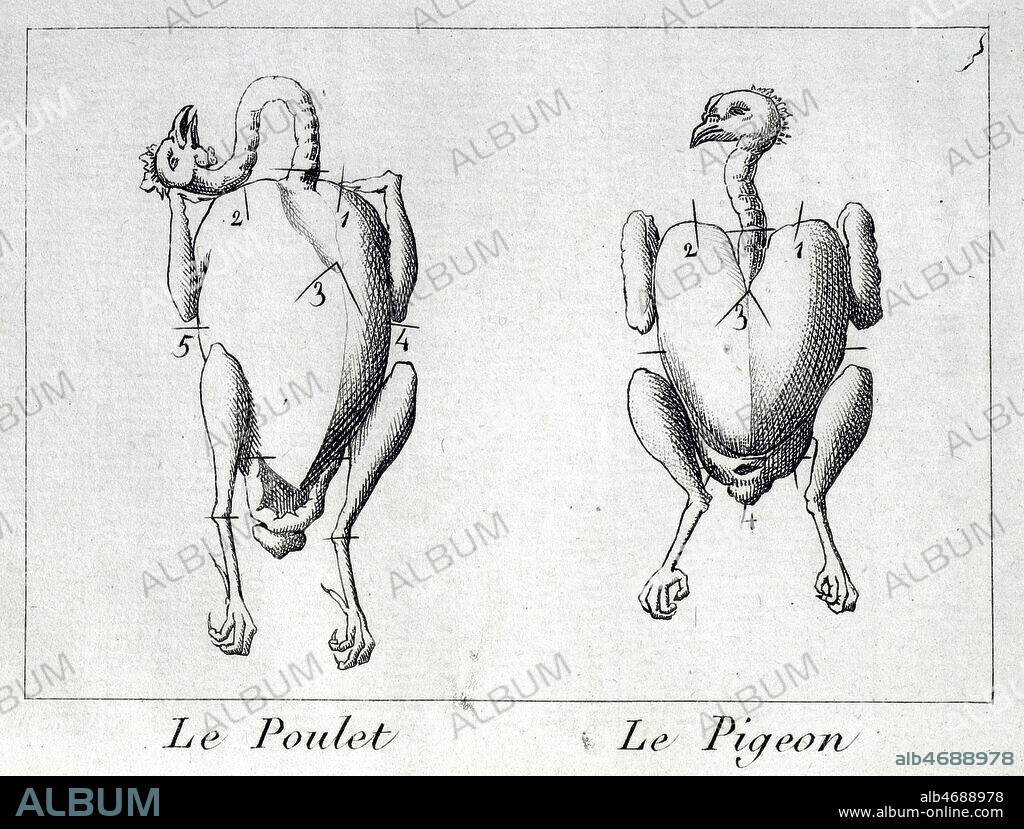 'Le poulet et le pigeon'. Gravure dans Le Manuel des amphitryons contenant un traite de dissection des viandes a tables..par GRIMOD de la REYNIERE (1758-1837) gastronome francais, en 1808. Credit: Coll. BHVP-Grob/KHARBINE-TAPABOR.