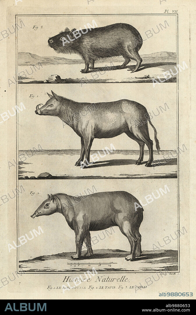 Buru babirusa, Babyrousa babyrussa, South American tapir, Tapirus terrestris, and capybara, Hydrochoerus hydrochaeris. Le babi-roussa, le tapir, le cabiai. Copperplate engraving by Antonio Baratti after Francois-Nicolas Martinet from Denis Diderot and Jean le Rond dAlemberts Encyclopedie, Histoire Naturelle (Encyclopedia: Natural History), Livourne, 1774. Francois-Nicolas Martinet (1731-1800) was a French draftsman and engraver.
