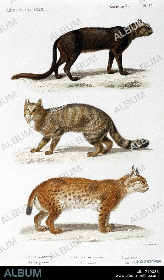 Planche zoologique representant des FELIDES: Jaguarondi (felis jaguarondis) Chat Ordinaire (felis catus) Lynx (felis Lynx) . Gravure in Regne Animal par Georges CUVIER, vers 1840. Zoologie 19eme siecle. Credit Collection Grob/Kharbine Tapabor.