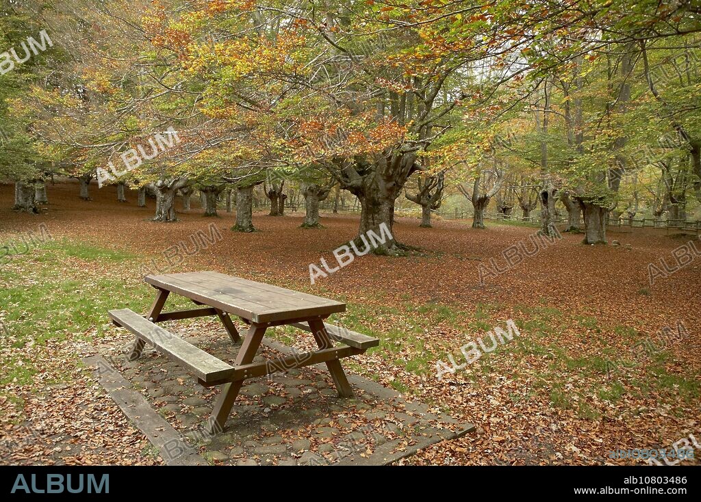 Beechwood, Gorbea Natural Park. Álava-Biscay, Euskadi, Spain.