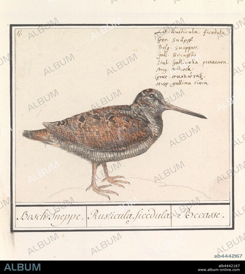 Woodcock (Scolopax rusticola), Bosch Sneppe. / Rusticula ficedula. / Becasse. (title on object), Woodcock. Numbered top left: 17. Top right the name in eight languages. Part of the third album with drawings of birds. Fifth of twelve albums with drawings of animals, birds and plants known around 1600, commissioned by Emperor Rudolf II. With explanation in Dutch, Latin and French, Anselmus Boetius de Boodt, 1596 - 1610, paper, watercolor (paint), deck paint, pencil, chalk, ink, pen, h 142 mm × w 177 mm.