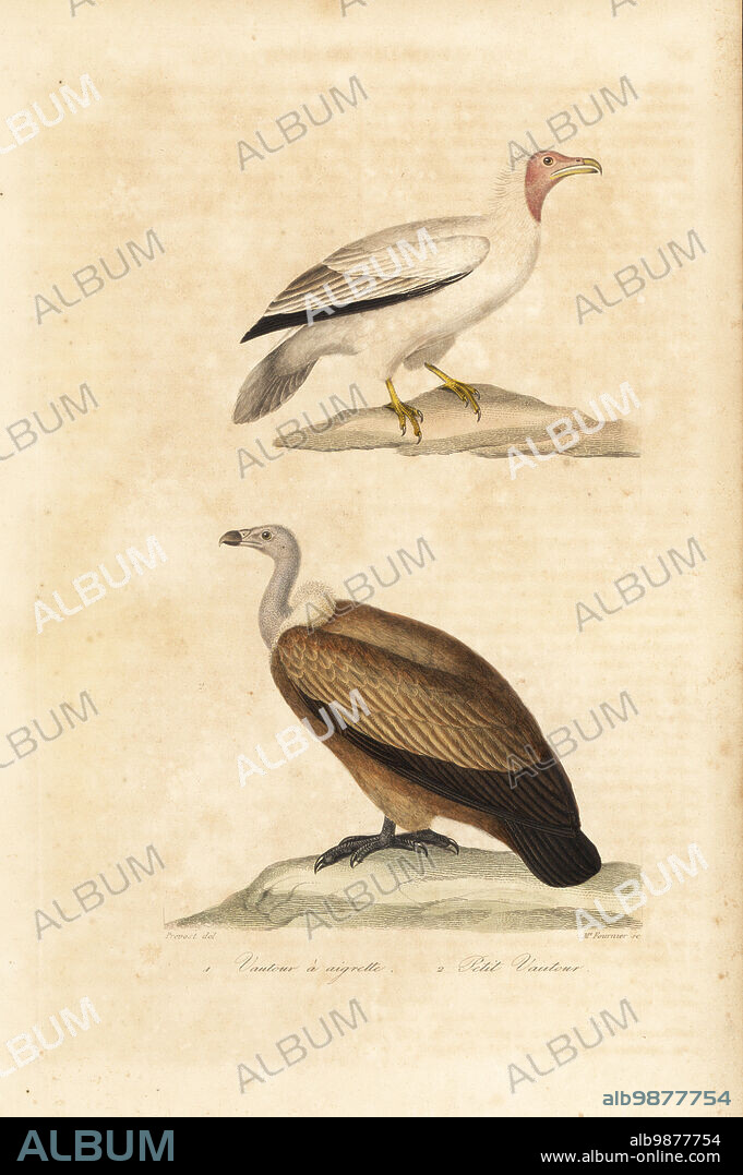 Endangered Egyptian vulture, Neophron percnopterus, and endangered lappet-faced vulture or Nubian vulture, Torgos tracheliotos. Le vautour a aigrettes, Vultur cristatus, le petit vautour. Handcoloured engraving by Madame Fournier after an illustration by Florent Prevost from Achille Richard's Oeuvres Completes de Buffon, Pourrat Freres, Paris, 1839.