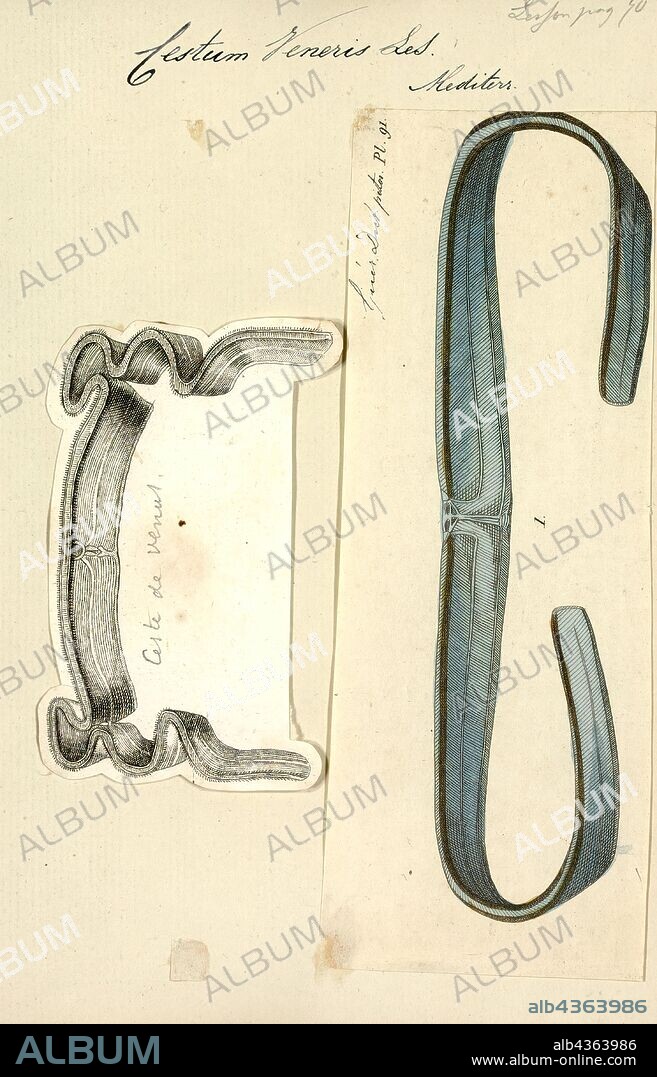 Cestum veneris, Print, The Venus girdle (Cestum veneris) is a comb jelly in the family Cestidae. It is the only member of its genus, Cestum.