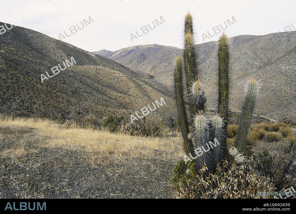 Quisco cactus (Echinopsis chilensis) near Reserva Nacional Las Chinchillas, Chile.