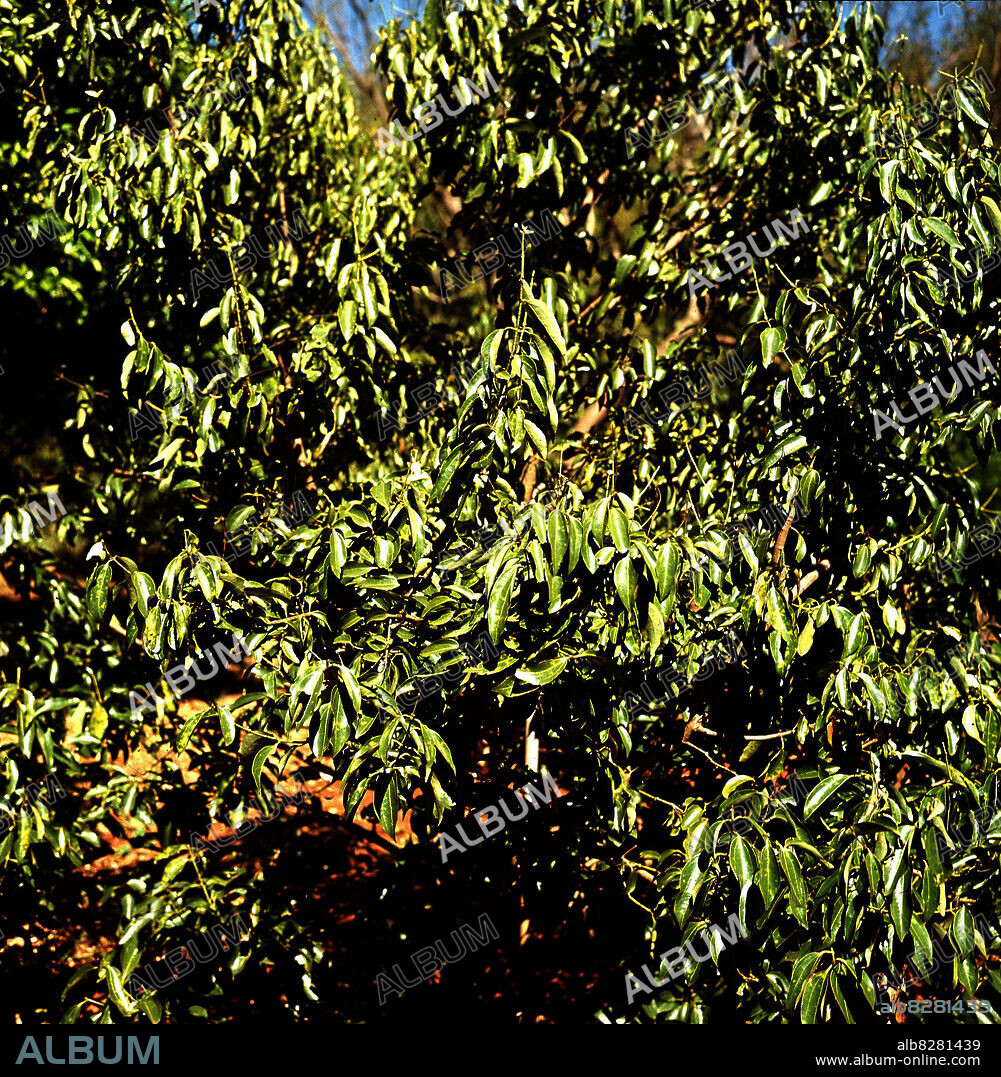 ARBOL DE LA CAMELIA.
