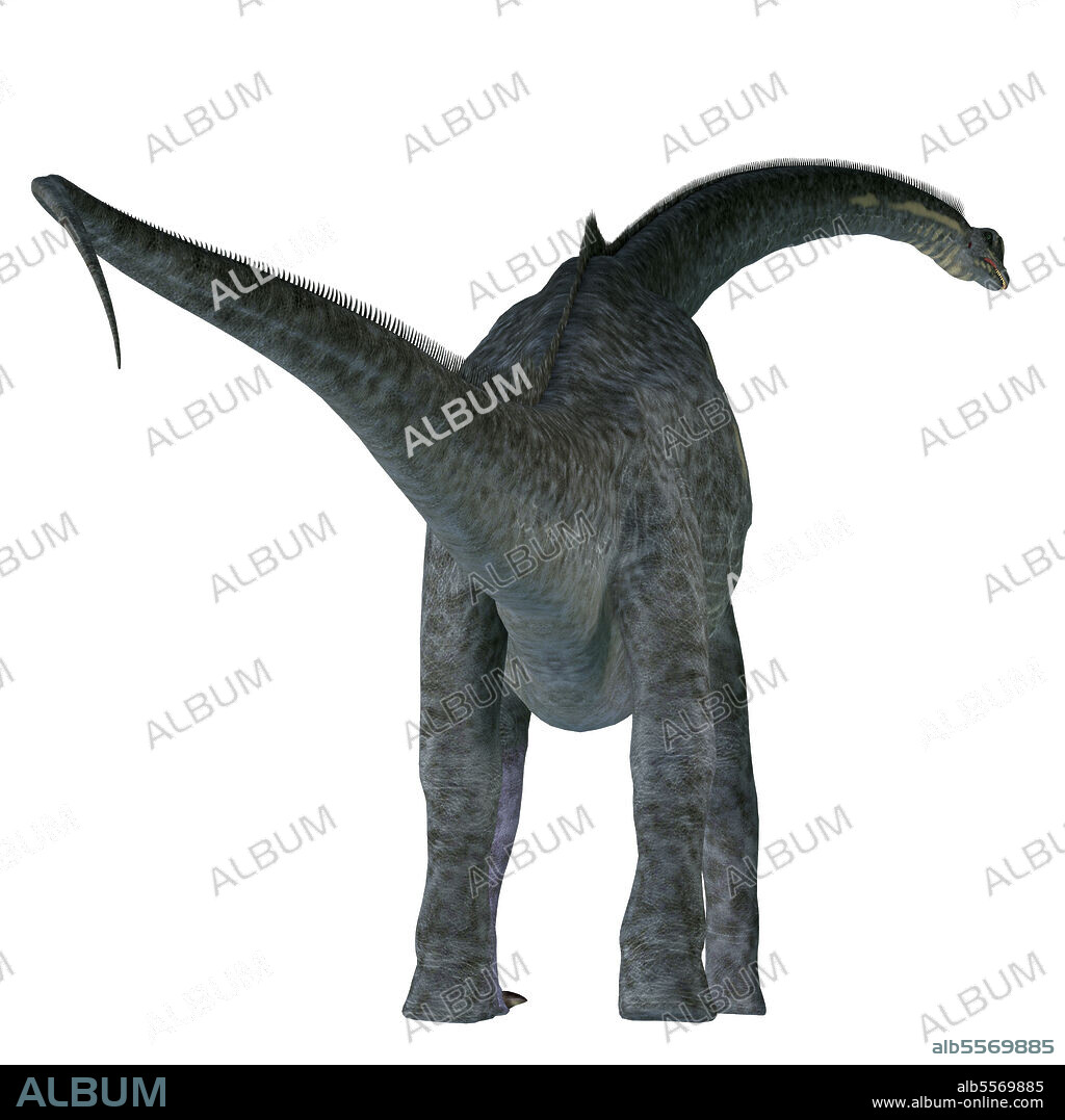 Sauroposeidon dinosaur, rear view. Sauroposeidon was a sauropod herbivorous dinosaur that lived in North America during the Cretaceous Period.