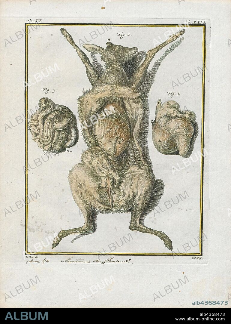 Cervus capreolus, Print, European roe deer, anatomy.