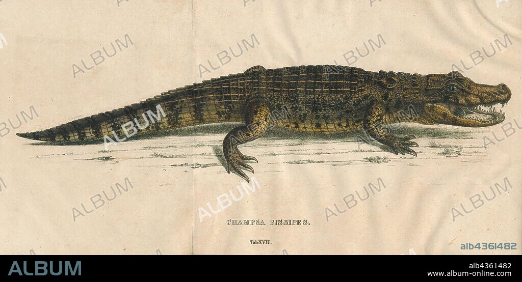 Champsa fissipes, Print, The broad-snouted caiman (Caiman latirostris) is a crocodilian reptile found in eastern and central South America, including southeastern Brazil, northern Argentina, Uruguay, Paraguay, and Bolivia. It is found mostly in freshwater marshes, swamps, and mangroves, usually in still or very slow-moving waters. It will often use man-made cow ponds., 1700-1880.