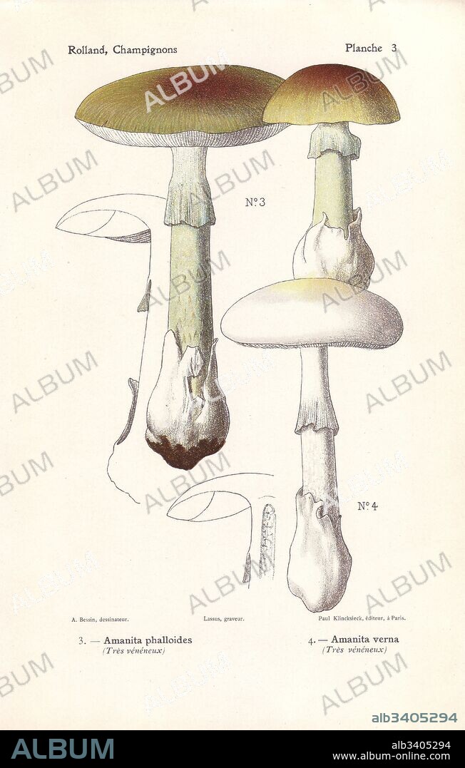 Death cap mushroom, Amanita phalloides, and fool's mushroom, Amanita verna. Highly poisonous mushrooms. Chromolithograph by Lassus after an illustration by A. Bessin from Leon Rolland's Guide to Mushrooms from France, Switzerland and Belgium, Atlas des Champignons, Paul Klincksieck, Paris, 1910.