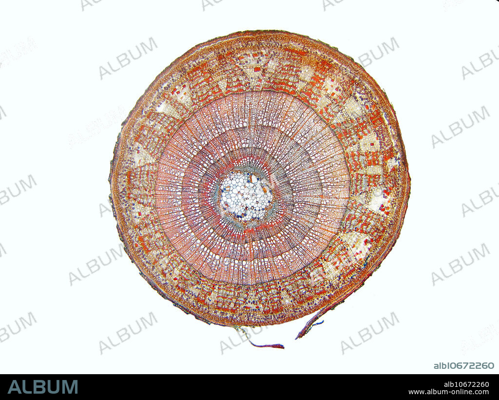 Tilia (Linden, Basswood) 3 year old stem cross section showing various structures and tissues. Magnification 25X when printed at 10 cm.