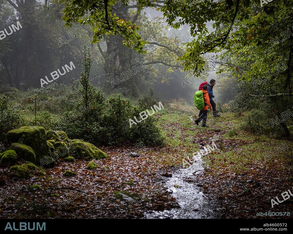 senderistas, Robledal de Ucieda, parque natural del Saja-Besaya, Cantabria, Spain.