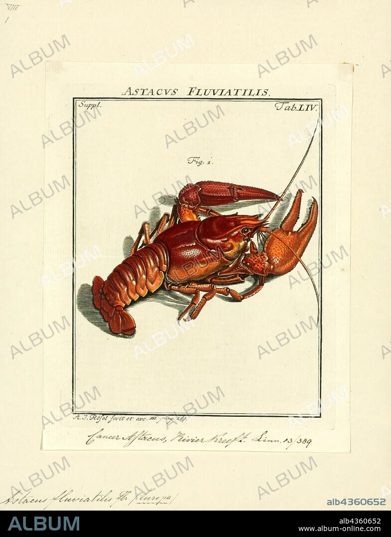 Astacus fluviatilis, Print, Astacus astacus, the European crayfish, noble crayfish, or broad-fingered crayfish, is the most common species of crayfish in Europe, and a traditional food source. Like other true crayfish, A. astacus is restricted to fresh water, living only in unpolluted streams, rivers, and lakes. It is found from France throughout Central Europe, to the Balkan Peninsula, and north as far as parts of the British Isles, Scandinavia, and Eastern Europe. Males may grow up to 16 cm long, and females up to 12 cm.