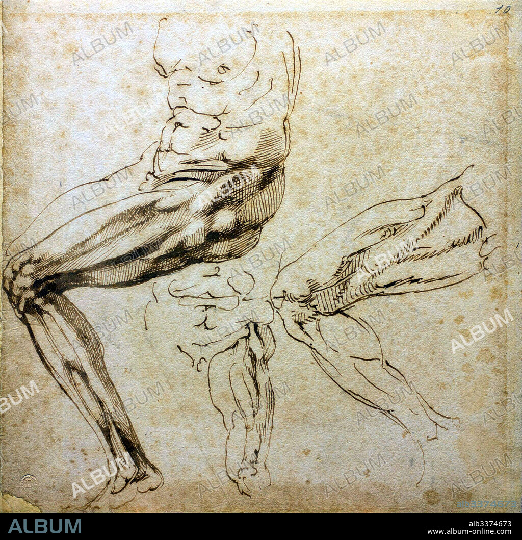 MICHELANGELO. Studies of legs.