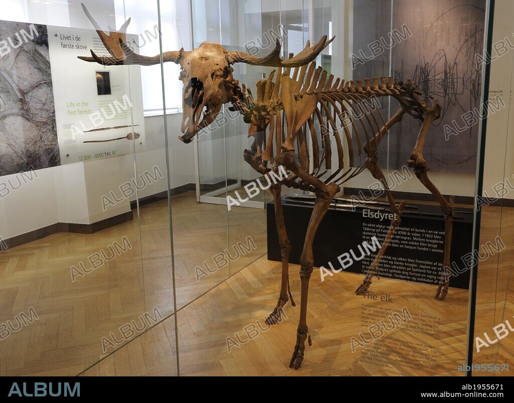 Skeleton of an elk. Found in a peat bod of Taderup, island of Falster. Mesolithic. 8700 years ago. National Museum of Denmark. Copenhagen. Denmark.