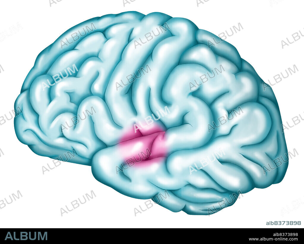 Primary auditory cortex.. Location of the primary auditory cortex (in pink) in the left hemisphere. The auditory cortex is constituted by 3 components : the primary auditory cortex (reception of sounds), the auditory association cortex (treatment of sounds) and Wernicke's area (associated with the treatment of language).. See. image 0745107 for Wernicke's area alone and 0742007 for the auditory cortex area alone.