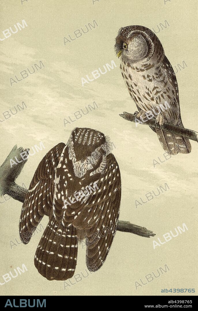 Tengmalms Night-Owl, Ruffulous Owl (Aegolius funereus, Vlula tengmalmi), Signed: J.J. Audubon, J.T. Bowen, lithograph, Pl. 32 (vol. 1), Audubon, John James (drawn); Bowen, J. T. (lith.), 1856, John James Audubon: The birds of America: from drawings made in the United States and their territories. New York: Audubon, 1856.