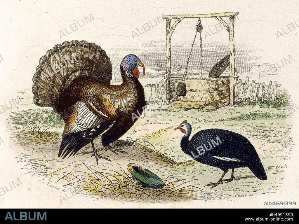 Dindon et pintade. Illustration tiree des Oeuvres Completes de BUFFON (1707-1788), publiees en 1862. Credit : Collection Grob/KHARBINE-TAPABOR.