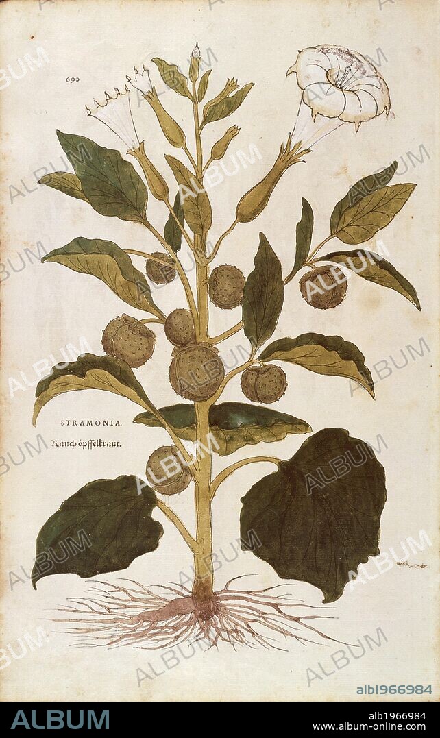 Herbal, 16th century. Leonhart Fuchs (1501-1566), De historia stirpium commentarii insignes (Notable Commentaries on the History of Plants), 1542. Plate: Thorn apple or jimson weed - Datura stramonium (Stramonia). Colored engraving.