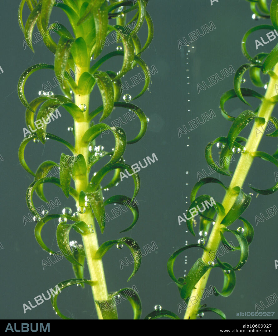 Canadian pondweed (Elodea sp.) releasing bubbles of oxygen into the water when exposed to sunlight.
