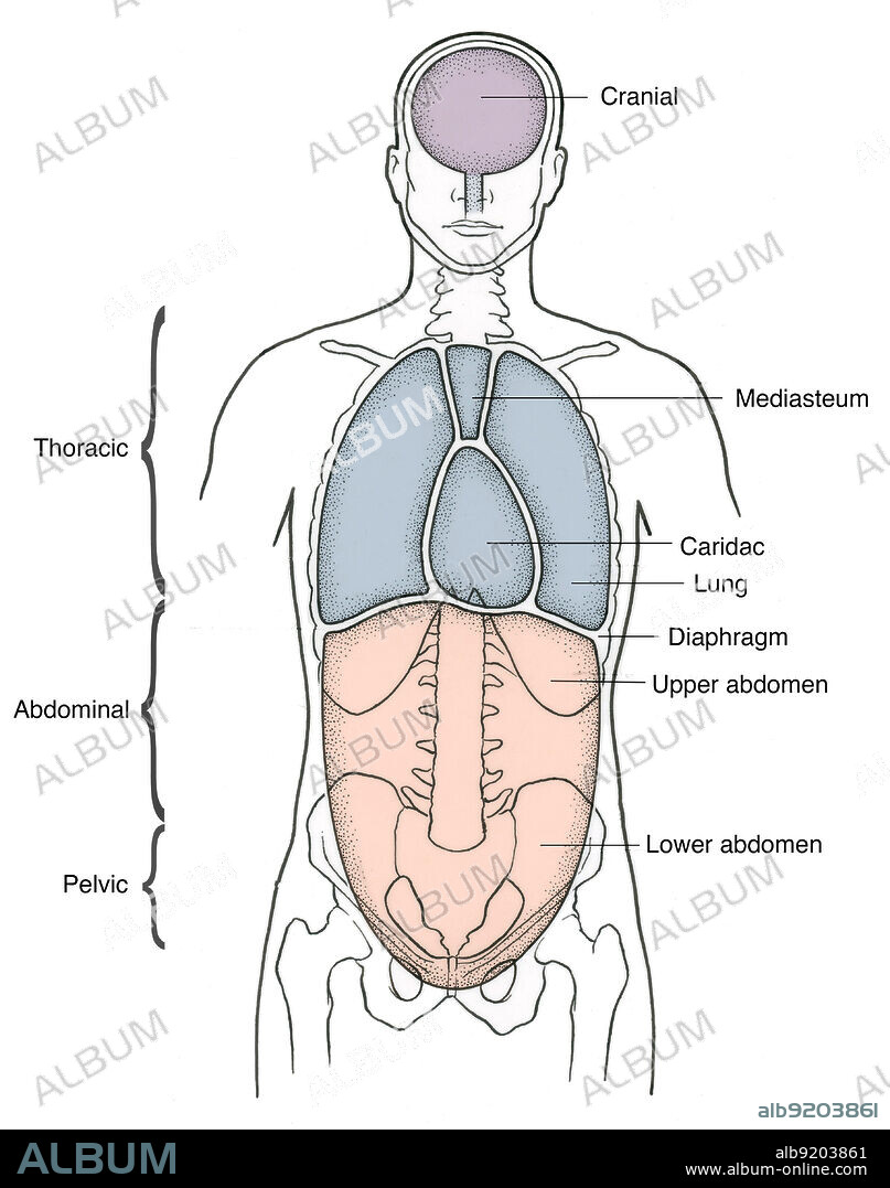 Anatomical illustration of anterior body cavities, including the cranial, thoracic, abdominal, pelvic, lower abdomen, upper abdomen, diaphragm, lung, cardiac, and mediasteum.