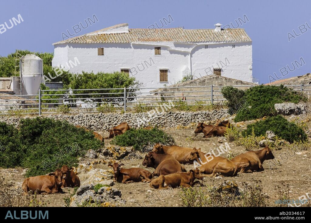 Vacas de raza menorquina, finca Es Tudons, Ciutadella, Menorca, Islas Baleares, españa, europa.