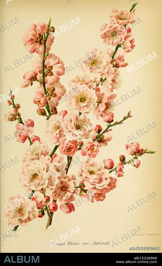 Revue horticole Paris Librairie agricole de la maison rustique 1829-1974 France Gardening Horticulture Periodicals Taxonomy Binomial Prunus mume, A delicate illustration showcasing a branch of Prunus Mume var. Albandi, adorned with soft pink blossoms. Each flower features intricate details, including subtle speckles and variations in petal shades, contributing to a lush and vibrant appearance. The floral arrangement is complemented by thin, leafy stems that enhance the natural beauty of this ornamental cherry variety. This artwork captures the essence of springtime, celebrating the elegance and charm of flowering trees.