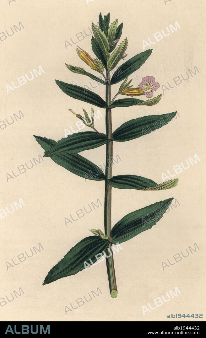 Hedge-hyssop, Gratiola officinalis. Handcoloured copperplate engraving from a botanical illustration by James Sowerby from William Woodville and Sir William Jackson Hooker's "Medical Botany," John Bohn, London, 1832. The tireless Sowerby (1757-1822) drew over 2, 500 plants for Smith's mammoth "English Botany" (1790-1814) and 440 mushrooms for "Coloured Figures of English Fungi " (1797) among many other works.