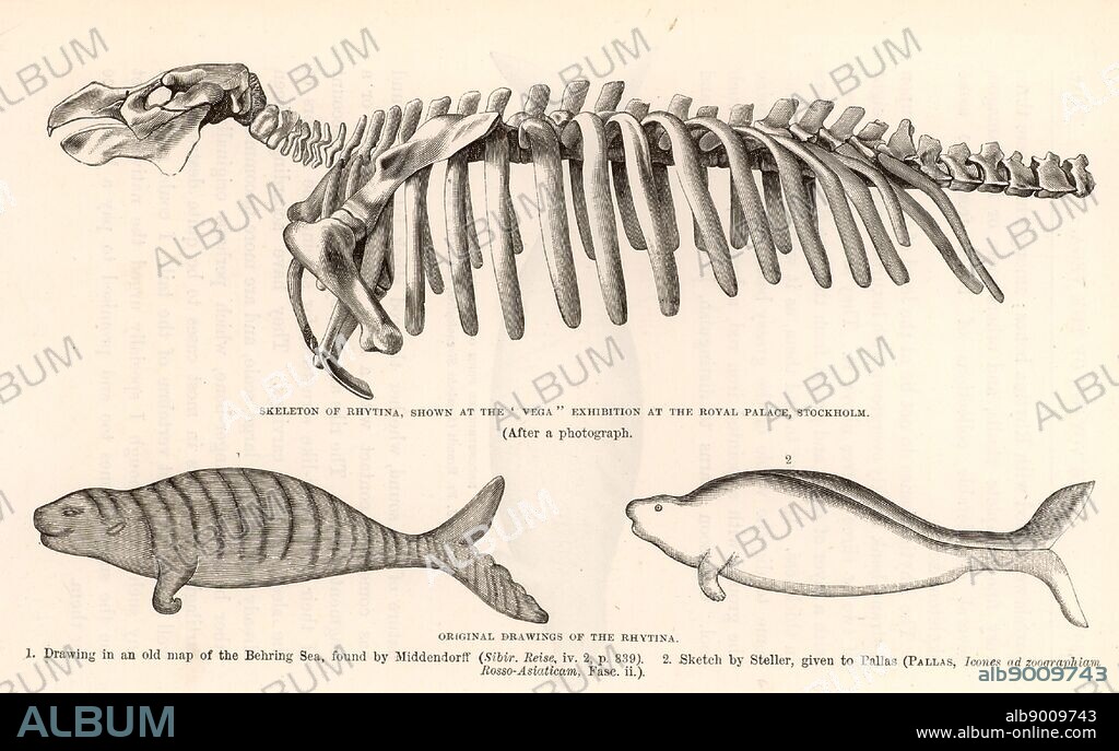 Steller's Sea-Cow (Hydrodamalis gigas/Rhytina gigas) a sea-cow almost 6 metres long, discovered by George Wilhelm Steller (1709-1746) on Behring's second expedition to Kamchatka (1741), now extinct. Top: engraving of the skeleton of the sea-cow. Bottom left: Engraving after an early map of the Behring Sea. Bottom right: Engraving of Stellar's sketch.