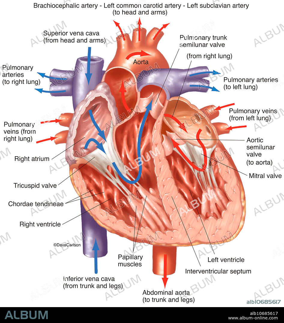 Colour illustration of the anatomy of the human heart (interior view).