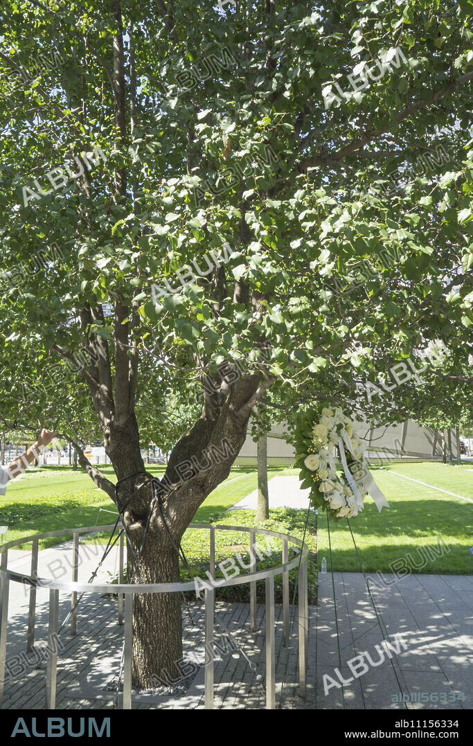 A callery pear tree now known as the Survivor Tree, 9/11 Memorial. World Trade Center, Manhattan, New York City, New York, United States of America, North America.