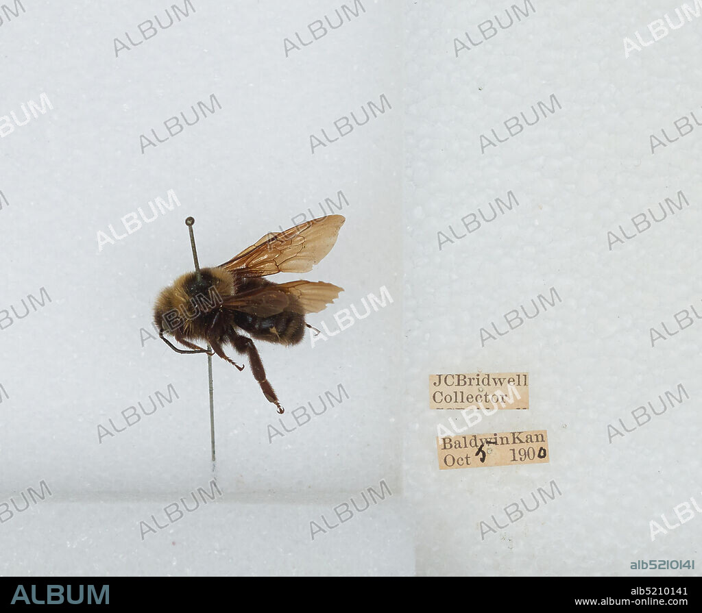 Baldwin, Douglas, Kansas, United States, Bombus (Fervidobombus) fervidus fervidus (Fabricius), Animalia, Arthropoda, Insecta, Hymenoptera, Apidae, Apinae.